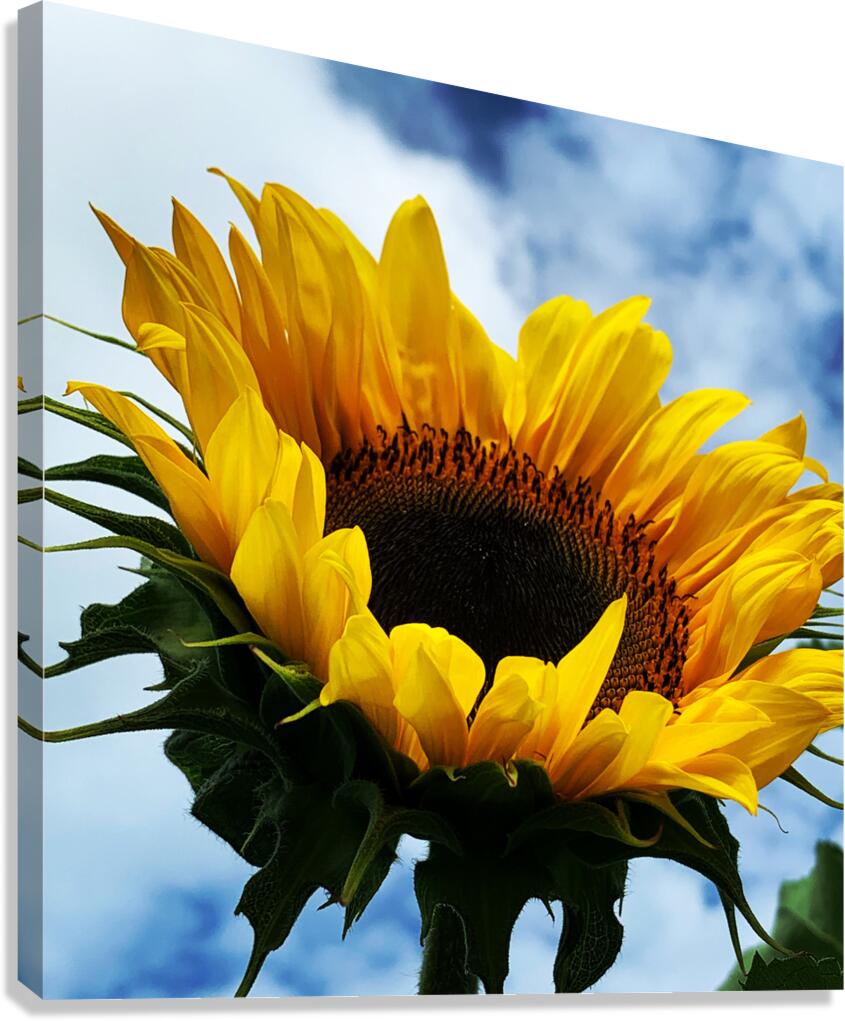 Sunflower Canvas Print