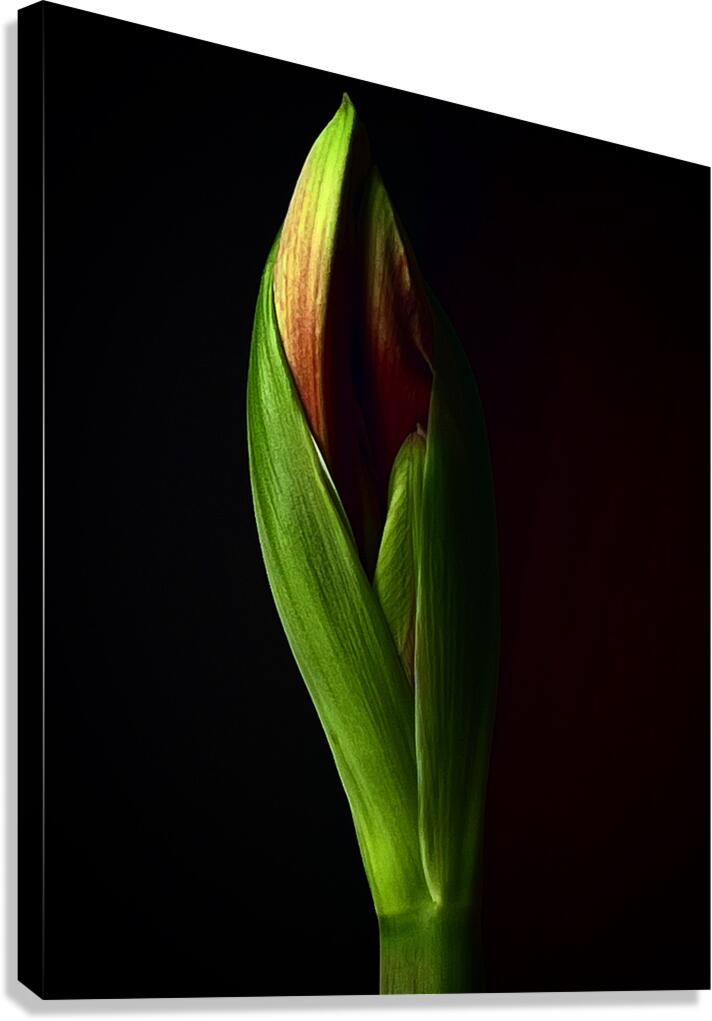 Amaryllis Canvas Print