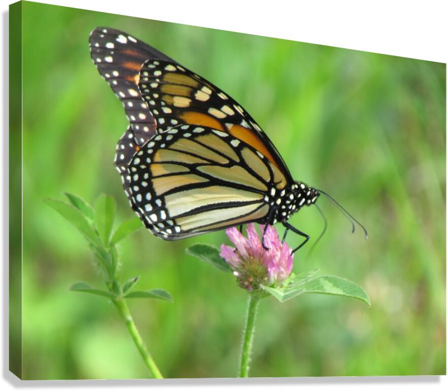 Monarch Canvas Print
