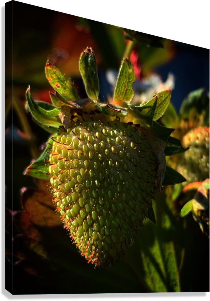 Strawberry Canvas Print