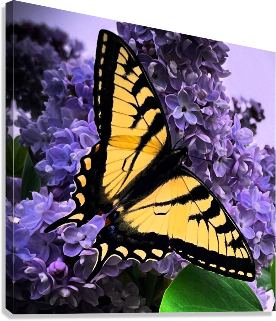 Swallow Tail Canvas Print