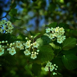 Hawthorne