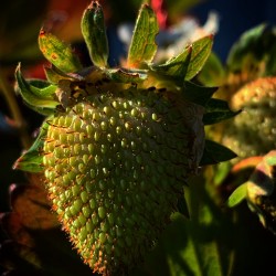 Strawberry