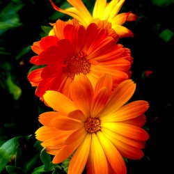 Calendula