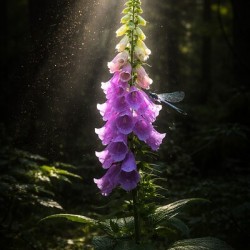 The Alchemist s Flower 2