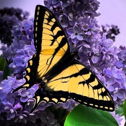 Swallow Tail