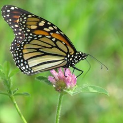 Monarch