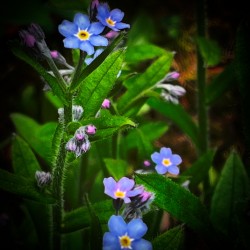 Forget Me Not