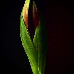 Amaryllis