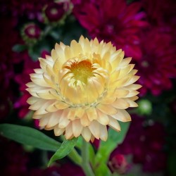 Strawflower