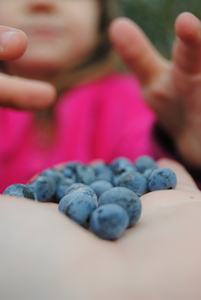 Grabbing Blueberries