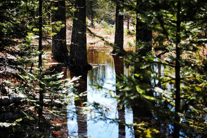 Swampy Forest Print