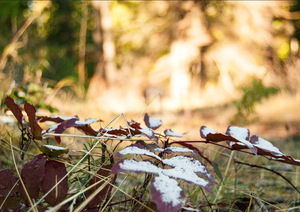 Snow Dusted Leaves