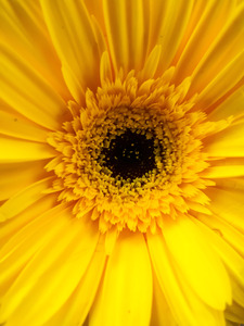 Goodbye Sunflower 