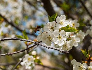 White Cherry Blossoms & Honey Bee 