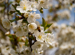 White Cherry Blossoms