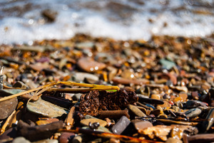Rocky Beach