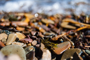 Moss & Rock