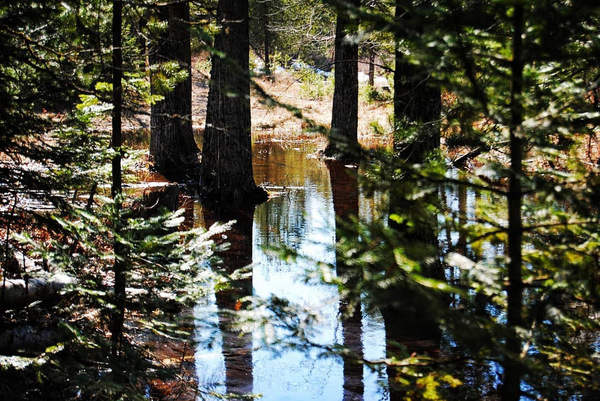 Swampy Forest by Amy Reno
