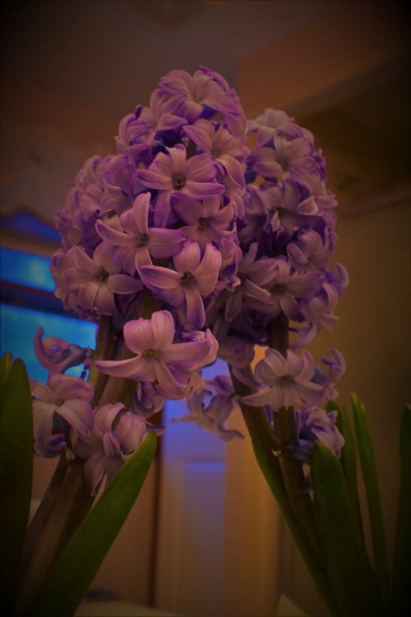 MirrorimageHyacinth Print