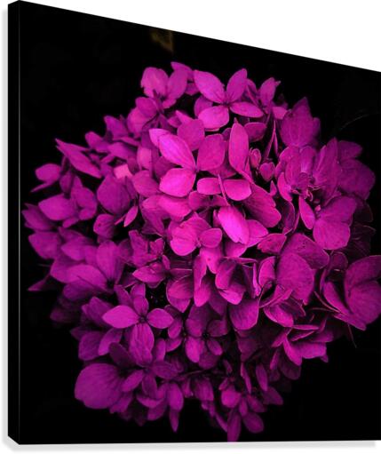 purple hydrangea Canvas Print