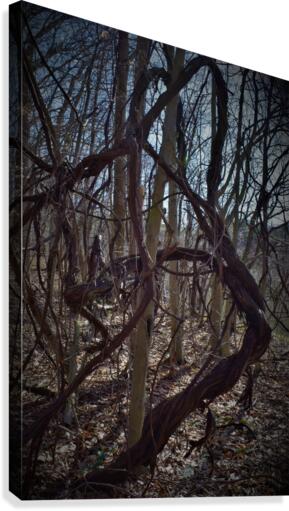 Dancing vines3 Canvas Print