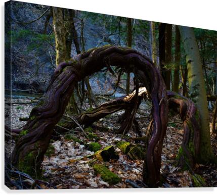Dancing vines2 Canvas Print