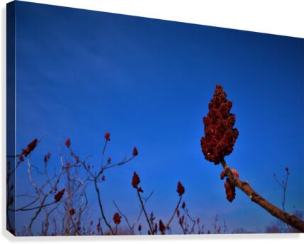 Sumac Canvas Print