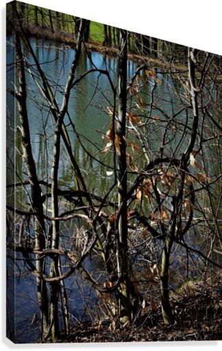 Spring pond Canvas Print