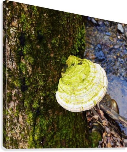 Moss Canvas Print