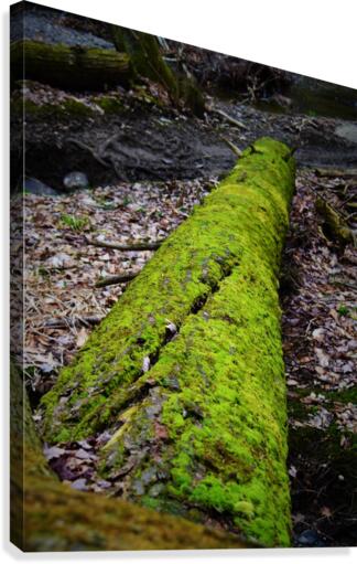 Mossy tree Canvas Print