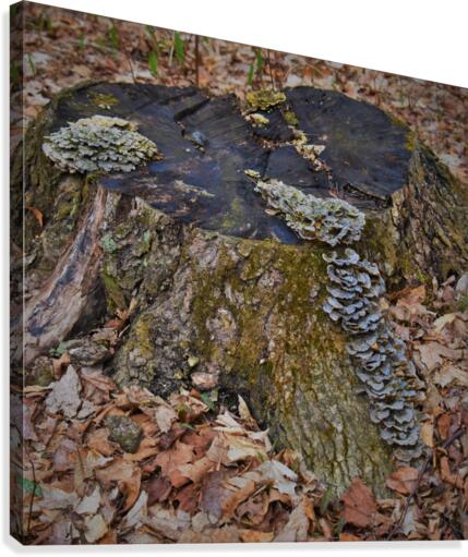 Tree stump Canvas Print