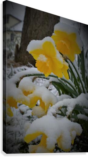 SnowyDaffodils2 Canvas Print