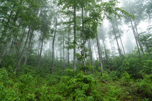 Forest 4