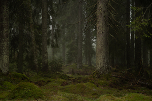 Forest 5