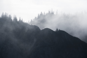 Forest 7