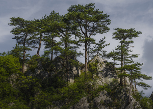Forest 9