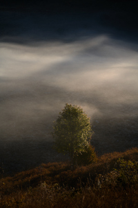 Tree 11