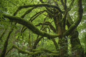 Tree 2 W