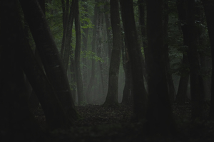 forest 10