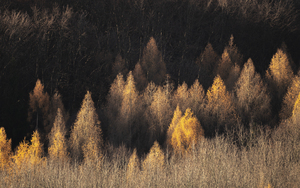 forest 17