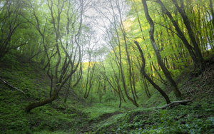 forest 24 W