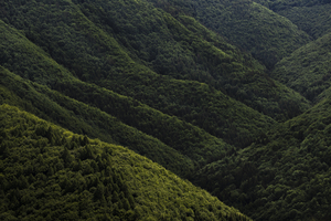 forest 26