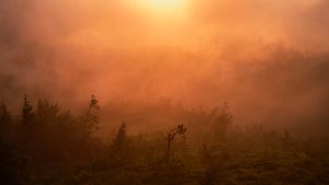 forest 27 W