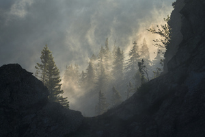 forest 29 W