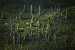 forest 30