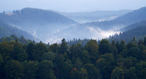 forest 31 W