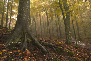 forest 33 W