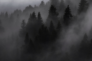 forest 37
