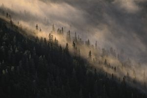 forest 38 W